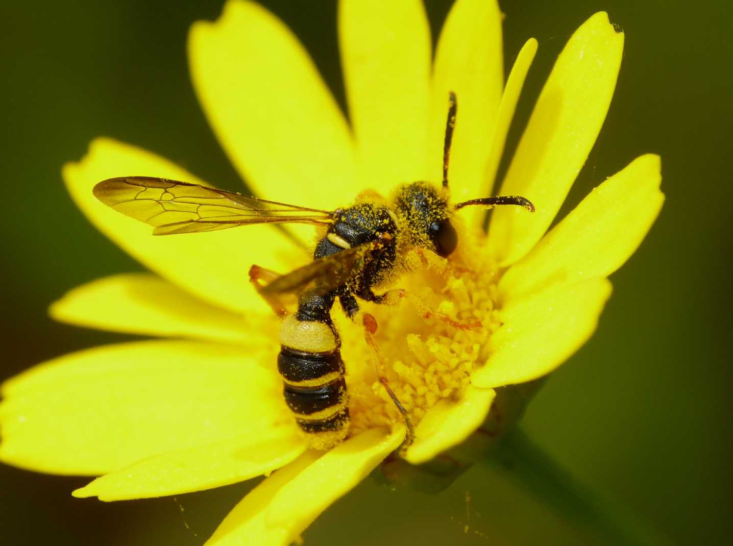 Cerceris quadricincta corsica (Crabronidae)